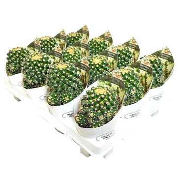 Mammillaria eichlamii