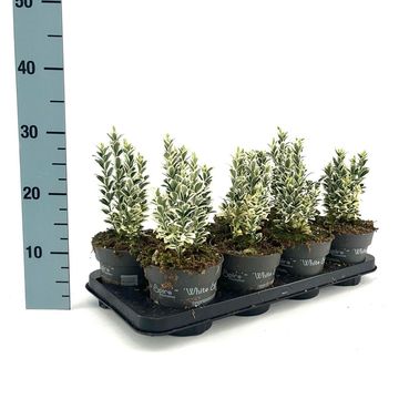 Euonymus japonicus 'White Spire'