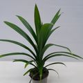 Pandanus veitchii
