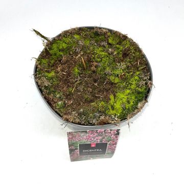 Dicentra 'Pink Diamonds'