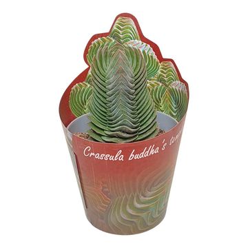 Crassula 'Buddha's Temple'
