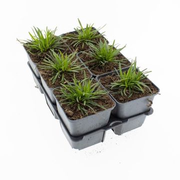 Armeria maritima 'Alba'