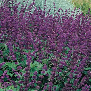 Salvia verticillata 'Purple Rain'