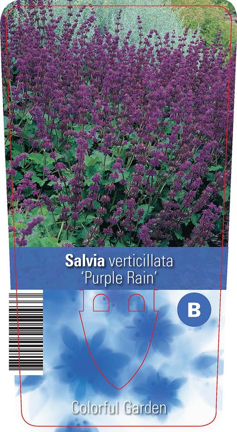 Salvia verticillata 'Purple Rain'