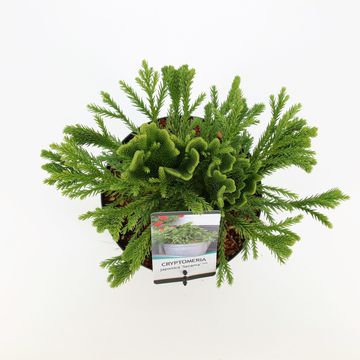 Cryptomeria japonica SERAMA