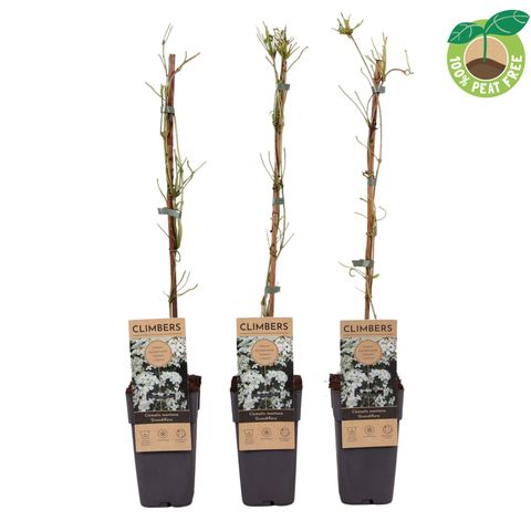 Clematis montana grandiflora (M)