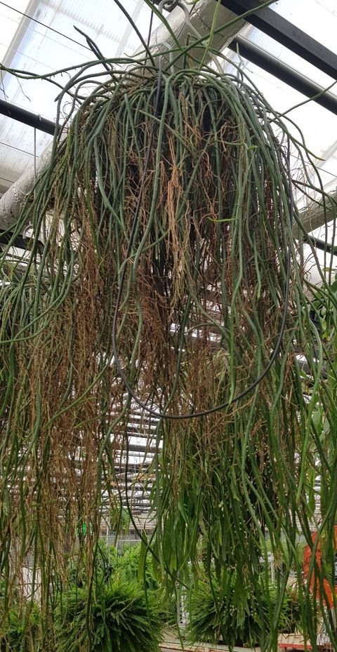 Rhipsalis wercklei