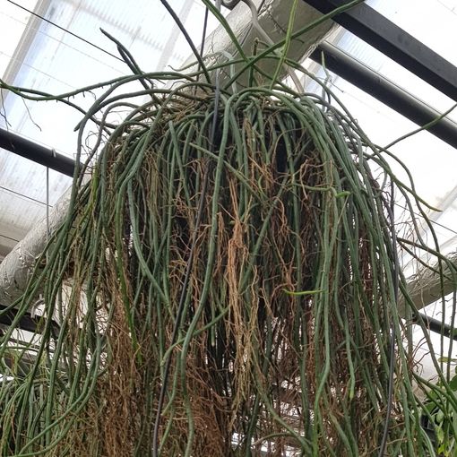 Rhipsalis wercklei