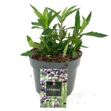 Verbena bonariensis