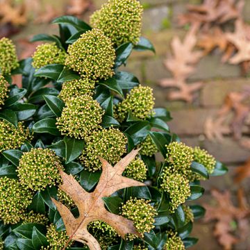 Skimmia japonica MIX