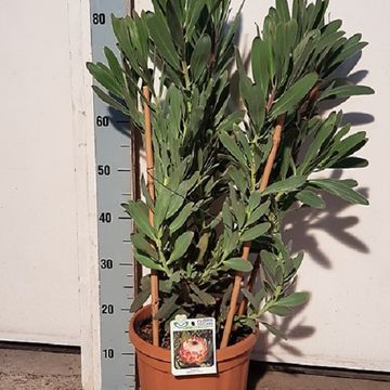 Protea 'Susara'