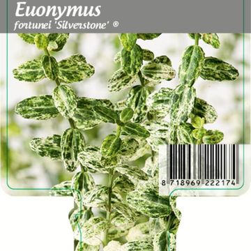Euonymus fortunei 'Silverstone'