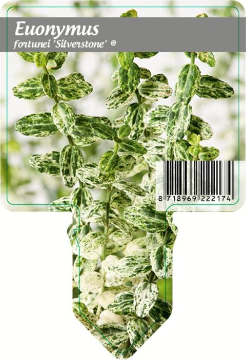 Euonymus fortunei 'Silverstone'