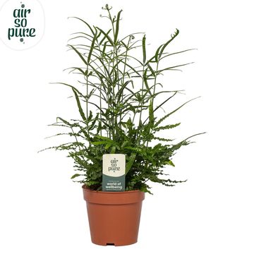 Pteris ensiformis 'Evergreen'