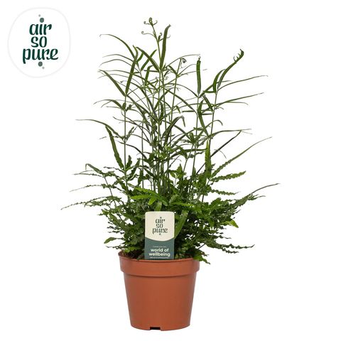 Pteris ensiformis 'Evergreen'