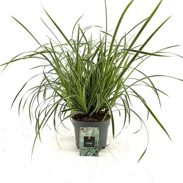 Carex morrowii 'Ice Dance'
