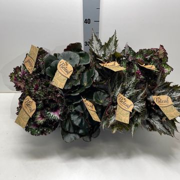 Begonia BELEAF MIX