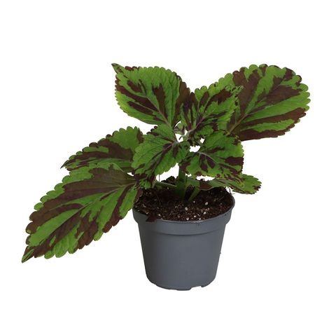 Coleus 'Green Lolite'