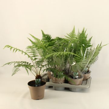 Dicksonia antarctica