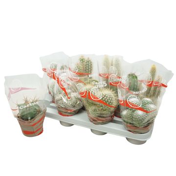 Cactus MIX