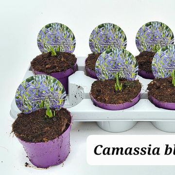 Camassia quamash