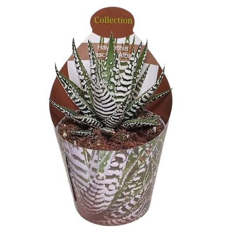 Haworthia fasciata 'Alba'