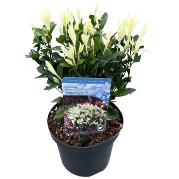 Euonymus japonicus HIMALAYA