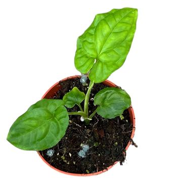 Syngonium steyermarkii