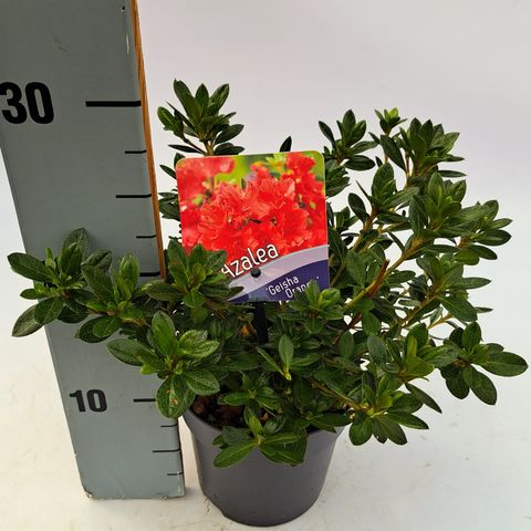 Rhododendron GEISHA ORANGE