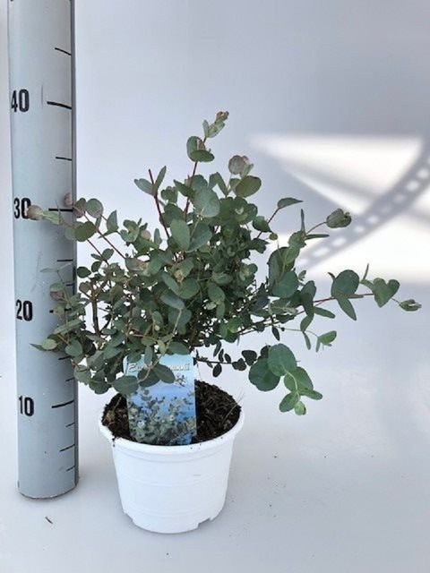 Eucalyptus gunnii