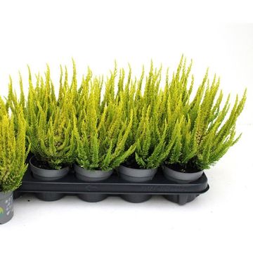 Calluna vulgaris SKYLINE MIAMI