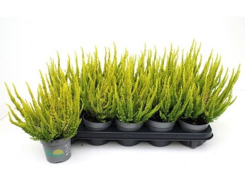 Calluna vulgaris SKYLINE MIAMI