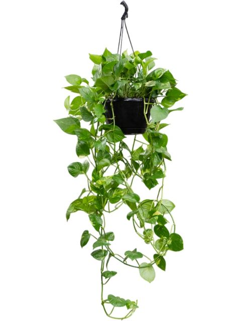 Epipremnum pinnatum 'Aureum'