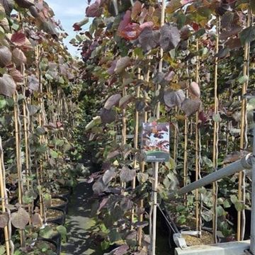 Cercis canadensis 'Ruby Falls'