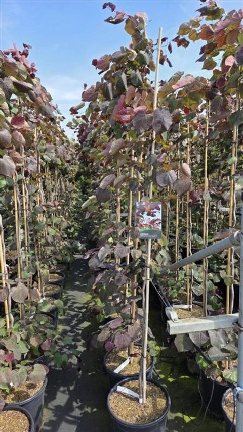 Cercis canadensis 'Ruby Falls'
