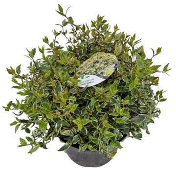 Abelia x grandiflora JELLY BEANS