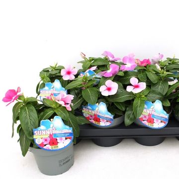Catharanthus roseus MIX IN POT