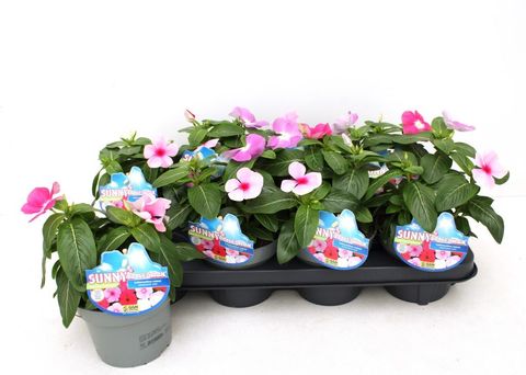 Catharanthus roseus MIX IN POT