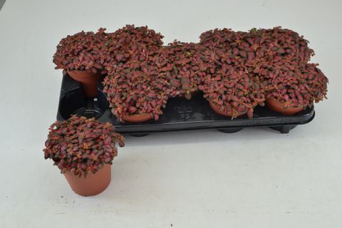 Fittonia 'Red Minima'