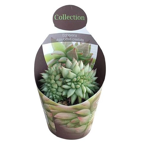 Echeveria agavoides cristata