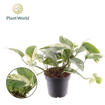 Epipremnum pinnatum 'Marble King'