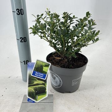 Ilex crenata DARK GREEN