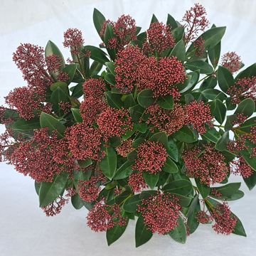 Skimmia japonica 'Rubella'