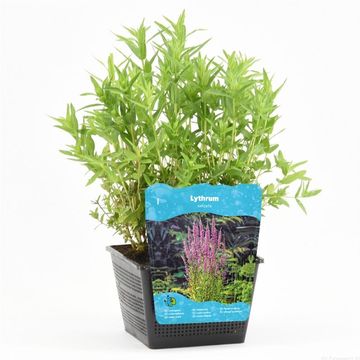 Lythrum salicaria