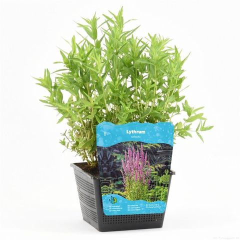 Lythrum salicaria