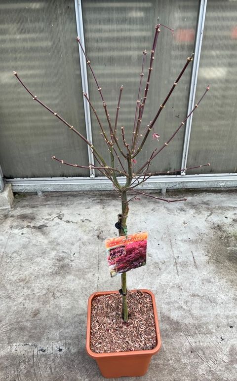 Acer palmatum 'Skeeter's Broom'