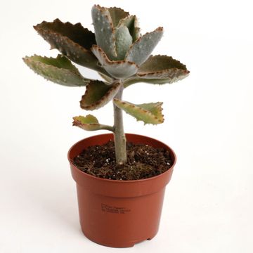Kalanchoe beharensis