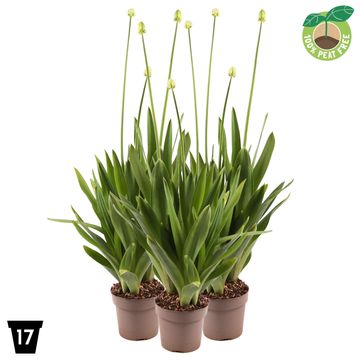 Ornithogalum saundersiae