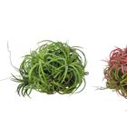 Tillandsia ionantha