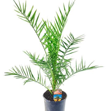 Phoenix canariensis